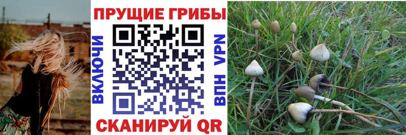 Галлюциногенные грибы Cubensis  Волгодонск 